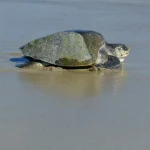 Le uova di tartaruga marine posate sulle spiagge californiane sono una novità sulla West Coast.
“Eccezionale avvistamento di uova di tartaruga marine sulle spiagge della California”