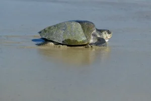 Le uova di tartaruga marine posate sulle spiagge californiane sono una novità sulla West Coast.
“Eccezionale avvistamento di uova di tartaruga marine sulle spiagge della California”