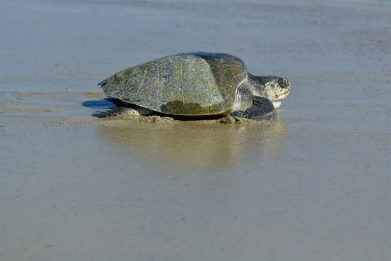 Le uova di tartaruga marine posate sulle spiagge californiane sono una novità sulla West Coast.
“Eccezionale avvistamento di uova di tartaruga marine sulle spiagge della California”