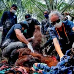 Salvataggio oranghi in Borneo durante incendi El Niño: rischio crescente.