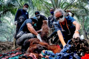 Salvataggio oranghi in Borneo durante incendi El Niño: rischio crescente.