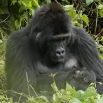 Gorilla di Grauer reintrodotta partorisce in parco nazionale della RDC, emoziona tutti quanti.