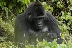 Gorilla di Grauer reintrodotta partorisce in parco nazionale della RDC, emoziona tutti quanti.