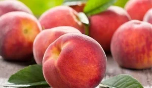 Declino produzioni di mais, pere e pesche negli ultimi 20 anni: dati impressionanti.