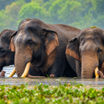 Elefante dello Sri Lanka ferito da colpi di arma da fuoco: come proteggere i tuskers.