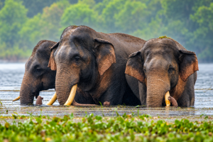 Elefante dello Sri Lanka ferito da colpi di arma da fuoco: come proteggere i tuskers.