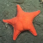 Nuova scoperta: 57 specie marine vicino all’Argentina, incluse stella marina ‘Patrick’ diventata virale.