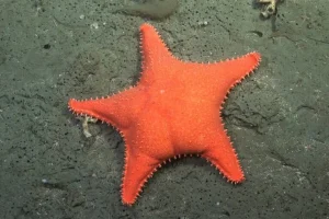 Nuova scoperta: 57 specie marine vicino all’Argentina, incluse stella marina ‘Patrick’ diventata virale.