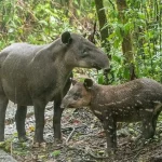 Comunità indigene in prova per finanziare la conservazione nella foresta del Darién, Panama. Titolo: “Nuovo modello di finanziamento per la conservazione nella foresta del Darién”.