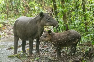 Comunità indigene in prova per finanziare la conservazione nella foresta del Darién, Panama. Titolo: “Nuovo modello di finanziamento per la conservazione nella foresta del Darién”.