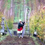 Salute dei lavoratori agricoli: Sud Africa cerca alternative ai pesticidi chimici per promuovere benessere.