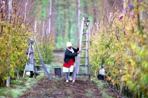 Salute dei lavoratori agricoli: Sud Africa cerca alternative ai pesticidi chimici per promuovere benessere.