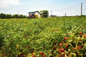 Agricoltura, dalla Regione Emilia-Romagna oltre 11 milioni di euro per finanziare 35 progetti di innovazione