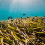 I benefici dei prati di fanerogame marina per le comunità costiere: un’opportunità per una pesca più nutriente.