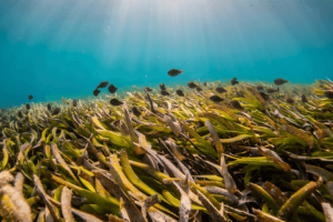 I benefici dei prati di fanerogame marina per le comunità costiere: un’opportunità per una pesca più nutriente.