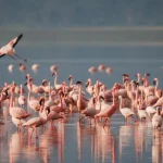 Uccelli migratori e zone umide, le oasi siciliane da proteggere
