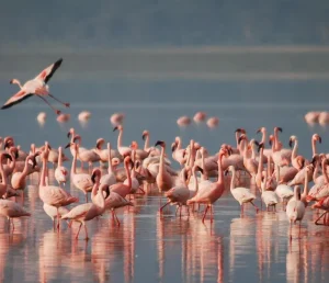 Uccelli migratori e zone umide, le oasi siciliane da proteggere