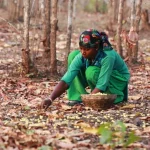 Lavoro nelle comunità indiane: risorse forestali e nuove opportunità di guadagno.