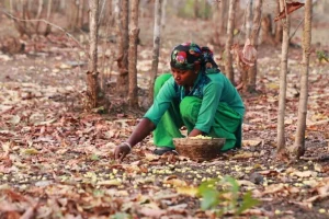Lavoro nelle comunità indiane: risorse forestali e nuove opportunità di guadagno.