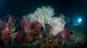 Esplorando il Golfo della Spezia: Enea traccia l’impatto umano sugli habitat marini