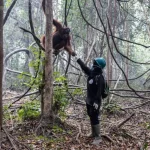 Salvataggio Oranghi di Borneo dalle Fiamme: Missione nei Santuari Bruciati.