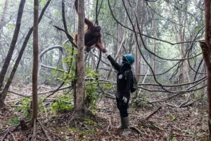 Salvataggio Oranghi di Borneo dalle Fiamme: Missione nei Santuari Bruciati.