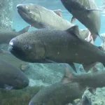 Il salmon chinook ritorna al suo habitat storico dopo la rimozione di quattro dighe negli Stati Uniti.