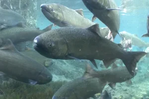 Il salmon chinook ritorna al suo habitat storico dopo la rimozione di quattro dighe negli Stati Uniti.