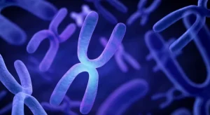 Il ruolo dei Cromosomi X e Y: dall’invecchiamento ai tumori, un impatto sulla salute globale