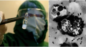 Peste in USA: la Yersinia pestis si diffonde da topi e ratti