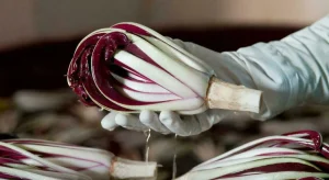 Radicchio rosso a Rialto: prezzi elevati per le primizie a 30 euro al chilo
