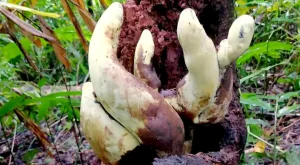 Gigante fungo preistorico scoperto in Cina, alto oltre mezzo metro: risale all’epoca dei dinosauri.