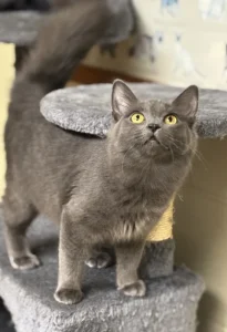 Scopri Chantilly: un gatto affascinante con un miagolio delicato e tanto carisma!