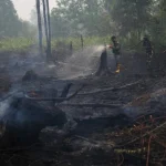 Incendi minacciano oranghi in Indonesia, soccorritori trovano animali feriti: situazione critica per loro.