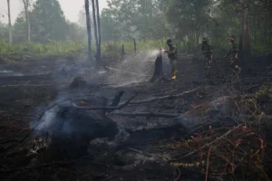 Incendi minacciano oranghi in Indonesia, soccorritori trovano animali feriti: situazione critica per loro.