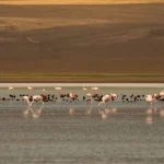 Raccolta fondi per proteggere oceani, foreste e siti naturali in vista del vertice ONU.