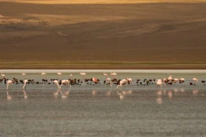 Raccolta fondi per proteggere oceani, foreste e siti naturali in vista del vertice ONU.