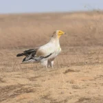 Progetto conservazione avvoltoi contro uccisioni illegali e avvelenamenti in Chad: obiettivo salvaguardia biodiversità