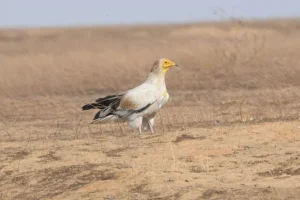 Progetto conservazione avvoltoi contro uccisioni illegali e avvelenamenti in Chad: obiettivo salvaguardia biodiversità