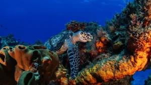 Scoperta di otto nuove aree marine protette “Natura 2000”: semina di biodiversità in alta quota.