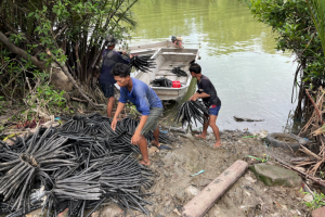 Mangrovie artificiali proteggono la costa in Thailandia: una soluzione innovativa contro l’erosione.