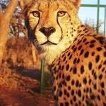 Il ghepardo sudafricano è in pericolo: scopri la sua storia e come aiutarlo.