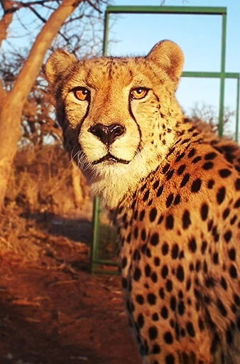 Il ghepardo sudafricano è in pericolo: scopri la sua storia e come aiutarlo.