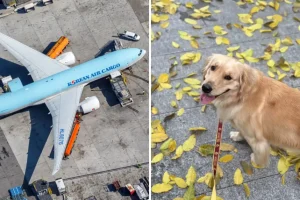 Passeggero scioccato: cane trovato morto dopo il volo, chiede spiegazioni urgenti.