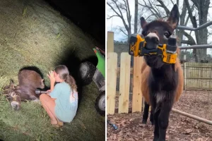 Polizia e animali: 4 casi in cui i cani amati sono stati uccisi.
