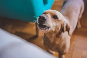 La voce del tuo cane rivela emozioni: uno studio svela significati sorprendenti.