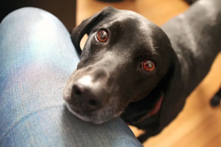 Scopri il motivo segreto del comportamento problematico del tuo cane secondo un esperto.