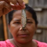 Diga sull’Xingu: impatto ambientale e minacce a un prezioso ecosistema amazzonico.