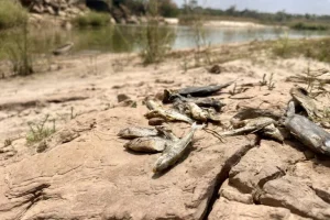 Inquinamento continua in miniera Zambiana Vedanta nonostante passato legale. 

Titolo: “Inquinamento persistente in miniera Vedanta dello Zambia nonostante causa giudiziaria”