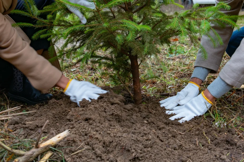 Foreste, in Italia piantati quasi 3,7 milioni di alberi nel 2025: la Sicilia è seconda